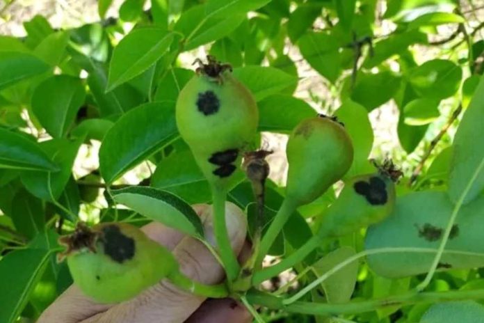 Argentina _ Primavera húmeda_ alertan sobre el riesgo de enfermedades fúngicas en frutales de pepita Argentina _ Primavera húmeda_ alertan sobre el riesgo de enfermedades fúngicas en frutales de pepita