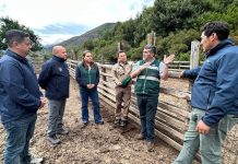 Autoridades regionales dan inicio a temporada de campos de pastoreo cordillerano 2026-2027