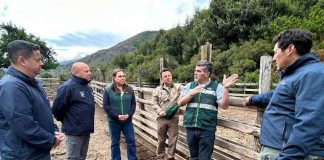 Autoridades regionales dan inicio a temporada de campos de pastoreo cordillerano 2026-2027