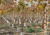 CAPEL y Corfo impulsan programa para mejorar la eficiencia hídrica y la competitividad de 30 productores pisqueros CAPEL y Corfo impulsan programa para mejorar la eficiencia hídrica y la competitividad de 30 productores pisqueros