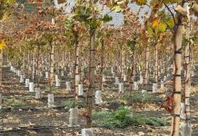CAPEL y Corfo impulsan programa para mejorar la eficiencia hídrica y la competitividad de 30 productores pisqueros CAPEL y Corfo impulsan programa para mejorar la eficiencia hídrica y la competitividad de 30 productores pisqueros