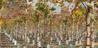 CAPEL y Corfo impulsan programa para mejorar la eficiencia hídrica y la competitividad de 30 productores pisqueros CAPEL y Corfo impulsan programa para mejorar la eficiencia hídrica y la competitividad de 30 productores pisqueros