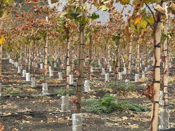 CAPEL y Corfo impulsan programa para mejorar la eficiencia hídrica y la competitividad de 30 productores pisqueros CAPEL y Corfo impulsan programa para mejorar la eficiencia hídrica y la competitividad de 30 productores pisqueros