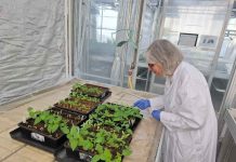 CEAF fortalece su laboratorio de fitosanidad con la incorporación de protocolos internacionales desarrollados en Francia CEAF fortalece su laboratorio de fitosanidad con la incorporación de protocolos internacionales desarrollados en Francia