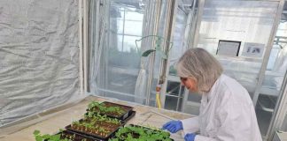 CEAF fortalece su laboratorio de fitosanidad con la incorporación de protocolos internacionales desarrollados en Francia CEAF fortalece su laboratorio de fitosanidad con la incorporación de protocolos internacionales desarrollados en Francia
