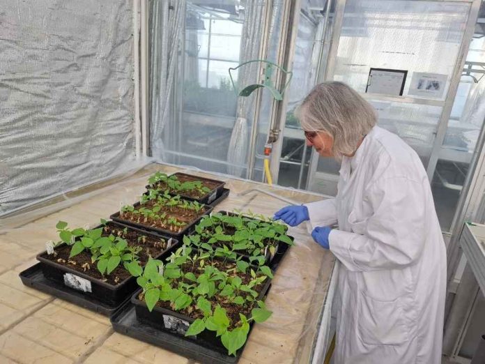 CEAF fortalece su laboratorio de fitosanidad con la incorporación de protocolos internacionales desarrollados en Francia CEAF fortalece su laboratorio de fitosanidad con la incorporación de protocolos internacionales desarrollados en Francia