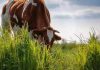 Cambio climático: la apuesta por la agricultura regenerativa de Nestlé Chile para resguardar la producción de alimentos Cambio climático: la apuesta por la agricultura regenerativa de Nestlé Chile para resguardar la producción de alimentos