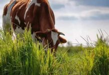 Cambio climático: la apuesta por la agricultura regenerativa de Nestlé Chile para resguardar la producción de alimentos Cambio climático: la apuesta por la agricultura regenerativa de Nestlé Chile para resguardar la producción de alimentos