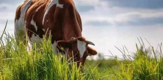 Cambio climático: la apuesta por la agricultura regenerativa de Nestlé Chile para resguardar la producción de alimentos