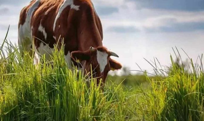 Cambio climático: la apuesta por la agricultura regenerativa de Nestlé Chile para resguardar la producción de alimentos