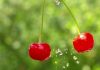 Cerezas ultratempranas en Argentina: cosecha a fines de septiembre y avances productivos Cerezas ultratempranas en Argentina: cosecha a fines de septiembre y avances productivos