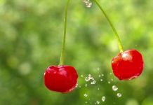 Cerezas ultratempranas en Argentina: cosecha a fines de septiembre y avances productivos Cerezas ultratempranas en Argentina: cosecha a fines de septiembre y avances productivos