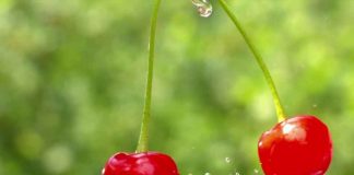 Cerezas ultratempranas en Argentina: cosecha a fines de septiembre y avances productivos Cerezas ultratempranas en Argentina: cosecha a fines de septiembre y avances productivos