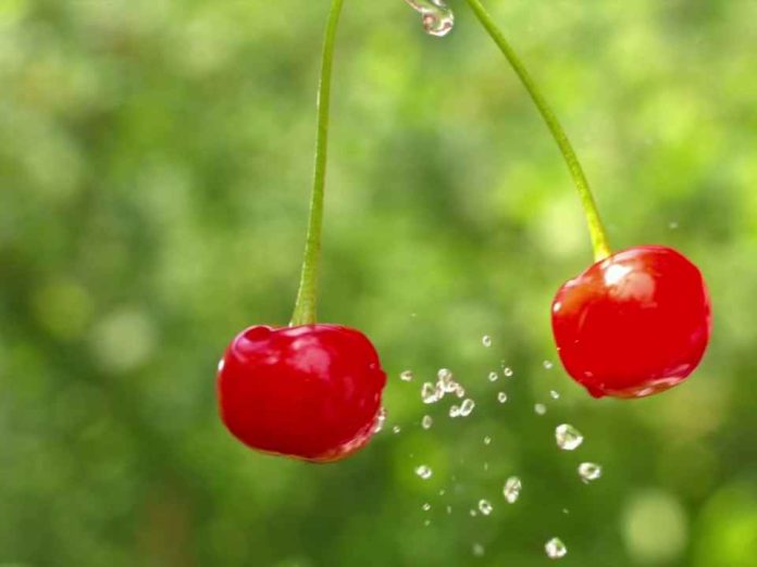 Cerezas ultratempranas en Argentina cosecha a fines de septiembre y avances productivos Cerezas ultratempranas en Argentina: cosecha a fines de septiembre y avances productivos