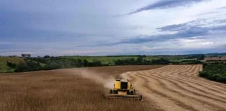 Chicago: caen los precios de soja, maíz y trigo y Brasil suma incertidumbre Chicago: caen los precios de soja, maíz y trigo y Brasil suma incertidumbre