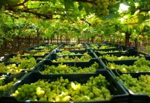 Chile e Indonesia implementan Certificación Electrónica para agilizar el comercio silvoagrícola Chile e Indonesia implementan Certificación Electrónica para agilizar el comercio silvoagrícola