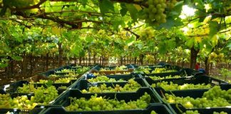 Chile e Indonesia implementan Certificación Electrónica para agilizar el comercio silvoagrícola