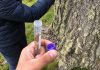 Científicos chilenos estudian la evolución de levadura silvestre en bosques patagónicos Científicos chilenos estudian la evolución de levadura silvestre en bosques patagónicos