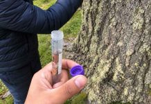 Científicos chilenos estudian la evolución de levadura silvestre en bosques patagónicos Científicos chilenos estudian la evolución de levadura silvestre en bosques patagónicos