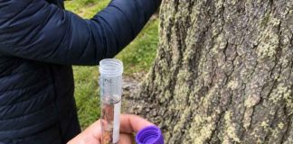 Científicos chilenos estudian la evolución de levadura silvestre en bosques patagónicos Científicos chilenos estudian la evolución de levadura silvestre en bosques patagónicos