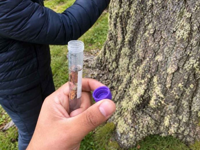 Científicos chilenos estudian la evolución de levadura silvestre en bosques patagónicos Científicos chilenos estudian la evolución de levadura silvestre en bosques patagónicos