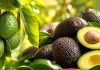 Colombia | Aguacate Hass, el oro verde colombiano, pasa de 39.000 hectáreas y ahora va por más Colombia | Aguacate Hass, el oro verde colombiano, pasa de 39.000 hectáreas y ahora va por más