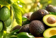 Colombia | Aguacate Hass, el oro verde colombiano, pasa de 39.000 hectáreas y ahora va por más Colombia | Aguacate Hass, el oro verde colombiano, pasa de 39.000 hectáreas y ahora va por más