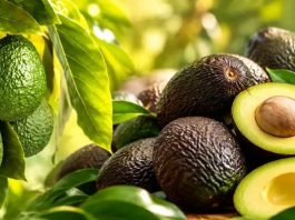 Colombia | Aguacate Hass, el oro verde colombiano, pasa de 39.000 hectáreas y ahora va por más