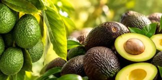 Colombia | Aguacate Hass, el oro verde colombiano, pasa de 39.000 hectáreas y ahora va por más Colombia | Aguacate Hass, el oro verde colombiano, pasa de 39.000 hectáreas y ahora va por más