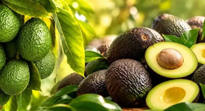 Colombia Aguacate Hass, el oro verde colombiano, pasa de 39.000 hectáreas y ahora va por más Colombia | Aguacate Hass, el oro verde colombiano, pasa de 39.000 hectáreas y ahora va por más