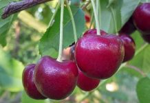 Destacan labores de prevención temprana en cerezas para reducir partidura por lluvias Destacan labores de prevención temprana en cerezas para reducir partidura por lluvias