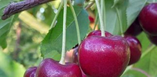 Destacan labores de prevención temprana en cerezas para reducir partidura por lluvias Destacan labores de prevención temprana en cerezas para reducir partidura por lluvias