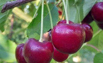 Reportaje | Destacan labores de prevención temprana en cerezas para reducir partidura por lluvias Destacan labores de prevención temprana en cerezas para reducir partidura por lluvias
