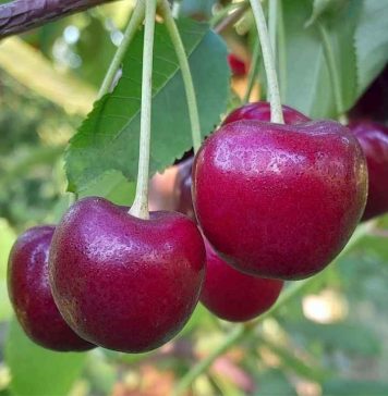 Destacan labores de prevención temprana en cerezas para reducir partidura por lluvias