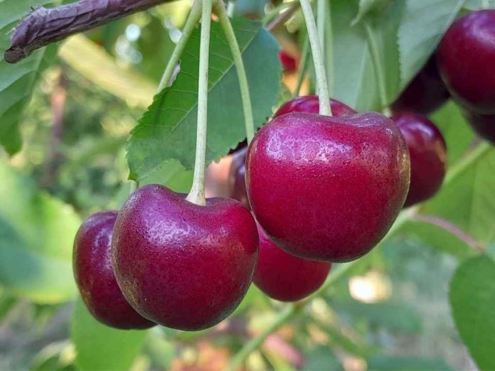 Destacan labores de prevención temprana en cerezas para reducir partidura por lluvias Destacan labores de prevención temprana en cerezas para reducir partidura por lluvias
