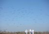 Día Mundial de las Aves Migratorias SAG llama a proteger estas especies Día Mundial de las Aves Migratorias SAG llama a proteger estas especies