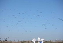 Día Mundial de las Aves Migratorias SAG llama a proteger estas especies Día Mundial de las Aves Migratorias SAG llama a proteger estas especies
