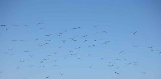 Día Mundial de las Aves Migratorias SAG llama a proteger estas especies