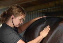 Día del Médico Veterinario: 86% de los veterinarios de mascotas encuestados en Chile destaca su rol en detectar lo que los tutores no ven 