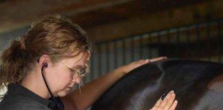 Día del Médico Veterinario: 86% de los veterinarios de mascotas encuestados en Chile destaca su rol en detectar lo que los tutores no ven 