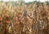El clima exige una planificación anticipada de los productores de soja para la campaña que comienza El clima exige una planificación anticipada de los productores de soja para la campaña que comienza