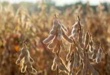 El clima exige una planificación anticipada de los productores de soja para la campaña que comienza El clima exige una planificación anticipada de los productores de soja para la campaña que comienza