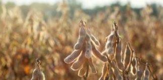El clima exige una planificación anticipada de los productores de soja para la campaña que comienza El clima exige una planificación anticipada de los productores de soja para la campaña que comienza