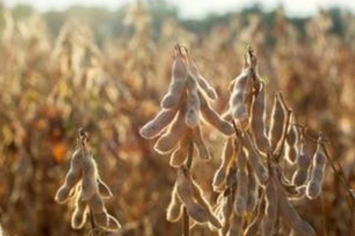 El clima exige una planificación anticipada de los productores de soja para la campaña que comienza El clima exige una planificación anticipada de los productores de soja para la campaña que comienza