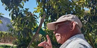 En Agrícola Pabellón, comuna de Tierra Amarilla, se desarrolla un proyecto piloto que busca evaluar la producción de paltos mediante el uso de tecnología especializada, mallas de cobertura y equipos de monitoreo. La iniciativa forma parte del programa IFI Fruticultura Atacama, impulsado por Corfo y financiado por el Gobierno Regional.