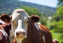 Estados Unidos | Garrapatas y moscas amenazan al ganado con enfermedades ¿Cómo prevenirlas? Estados Unidos | Garrapatas y moscas amenazan al ganado con enfermedades ¿Cómo prevenirlas?