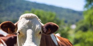 Estados Unidos | Garrapatas y moscas amenazan al ganado con enfermedades ¿Cómo prevenirlas? Estados Unidos | Garrapatas y moscas amenazan al ganado con enfermedades ¿Cómo prevenirlas?