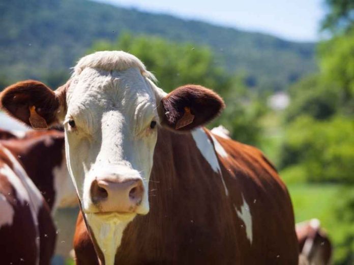 Estados Unidos | Garrapatas y moscas amenazan al ganado con enfermedades ¿Cómo prevenirlas?