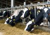 Estudio compara costos de producción de la leche en Chile, Brasil, Argentina y Uruguay Estudio compara costos de producción de la leche en Chile, Brasil, Argentina y Uruguay