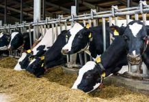Estudio compara costos de producción de la leche en Chile, Brasil, Argentina y Uruguay Estudio compara costos de producción de la leche en Chile, Brasil, Argentina y Uruguay